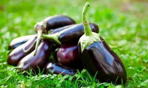 تصویر 2 از خرید بادمجان قلمی سیاه + قیمت فروش استثنایی